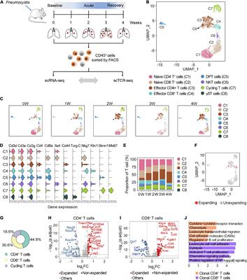 Single-Cell TCR Sequencing Reveals the Dynamics of T Cell Repertoire Profiling During Pneumocystis Infection